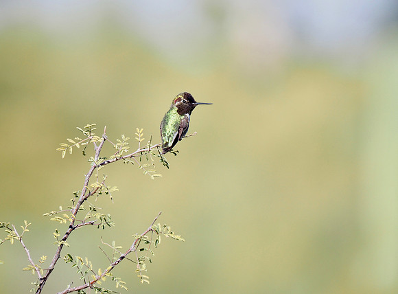 Anna's Hummingbird; Tohono Chul, Tucson, AZ; January