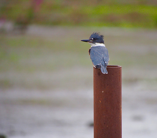 Belted Kingfisher; Horicon NWR, WI; August