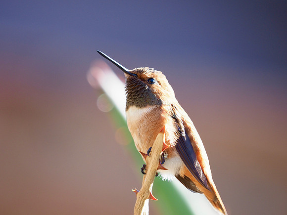 Rufous Hummingbird; Arizona-Sonora Desert Museum, Hummingbird Aviary.