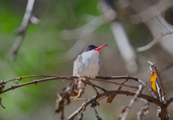 Violet-crowned Hummingbird; Paton Center for Hummingbirds, Patagonia, AZ; January.