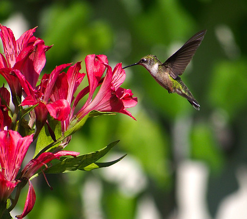 Ruby-throated Hummingbird; Whitefish Bay, WI; August