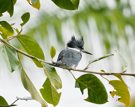 Belted Kingfisher, Sarasota, FL.