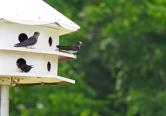 Purple Martins; Asheville, NC; May