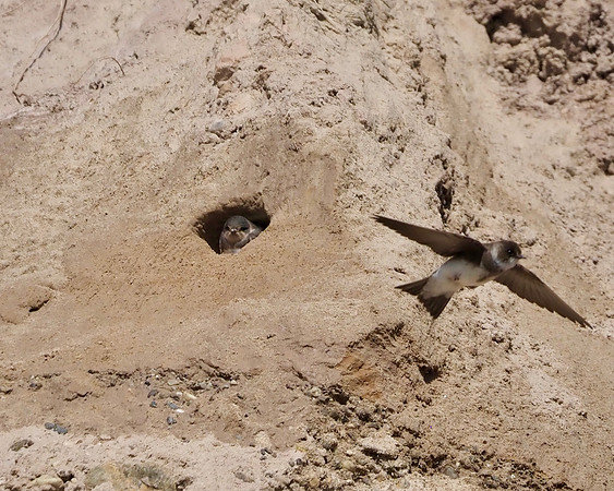 Bank Swallows, Lion's Den Gorge Nature Preserve,  Grafton, WI
