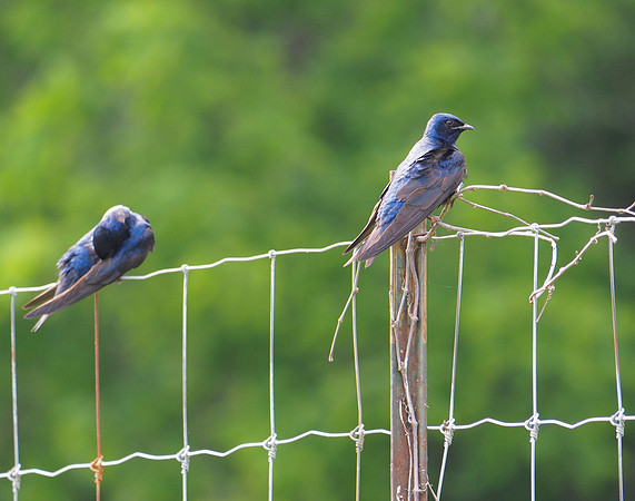 Purple Martins; Asheville, NC; May