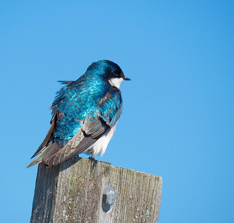 Guarding the nest box