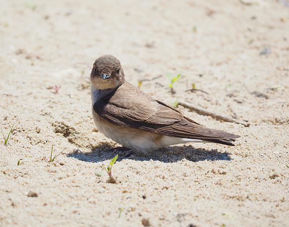 Northern Rough-winged Swallow
