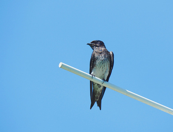 Purple Martin; Forest Beach Migratory Preserve, Port Washington, WI; July