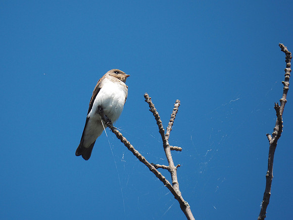 Northern Rough-winged Swallow; Harrington Beach State Park,  Belgium, WI; July