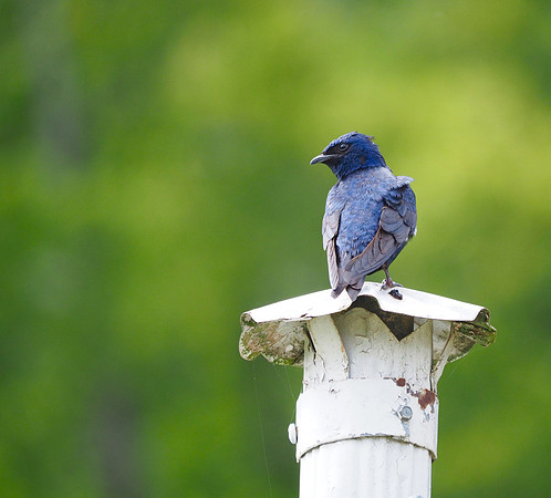 Purple Martin; Asheville, NC; May
