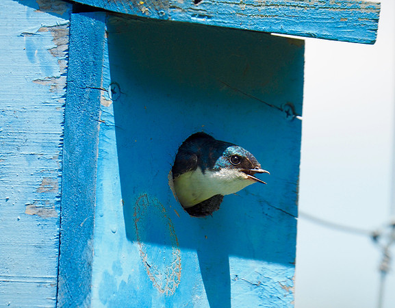 Tree Swallow; Pine River, WI; July