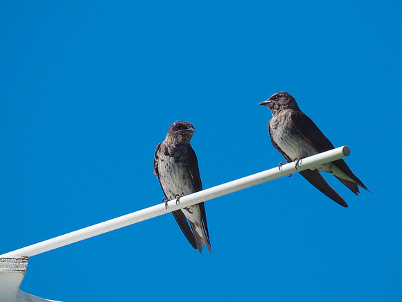 Purple Martins