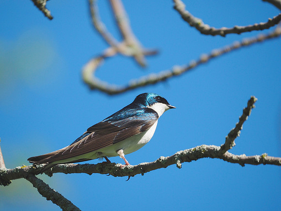 Tree Swallow in the sun.