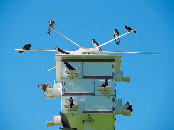 A thriving colony!