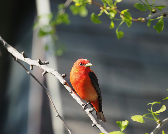 Scarlet Tanager