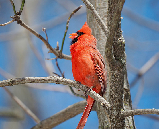 Singing a song.