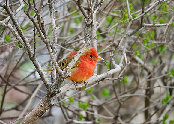 Summer Tanager, immature male.