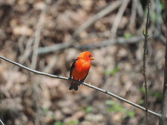 Scarlet Tanager; Lake Park, Milwaukee, WI; May