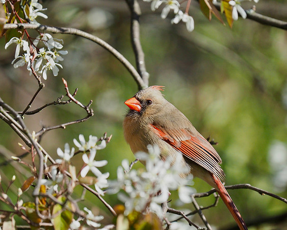 Northern Cardinal