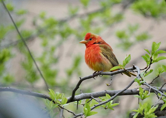 The only all red bird in N. America.  Soon.