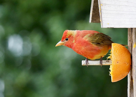 Summer Tanager enjoying the orange.
