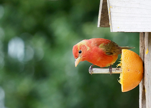 Summer Tanager