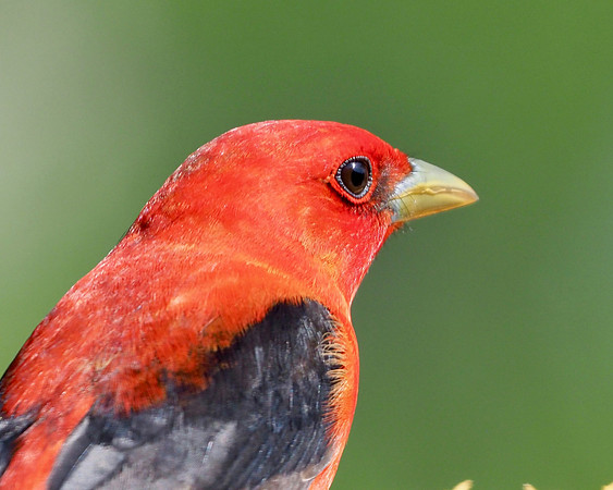 Scarlet Tanager