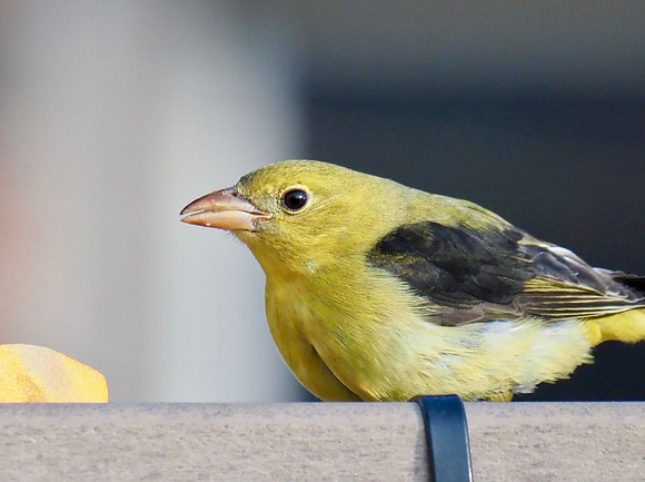 Eating seeds and fruit.
