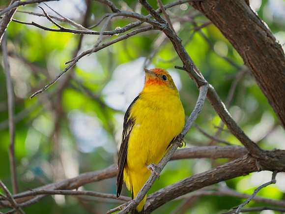 Western Tanager, Walk-in Aviary, Tucson, AZ.