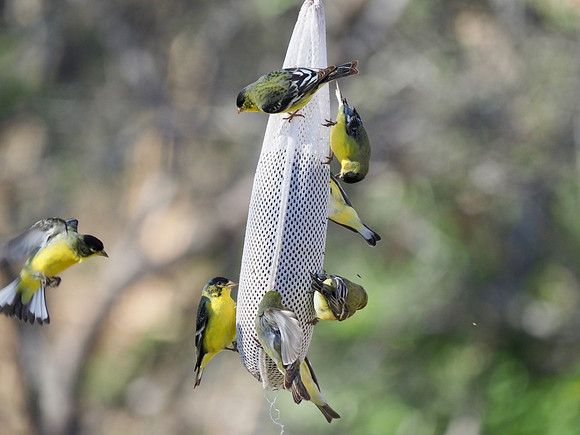 Lesser Goldfinches