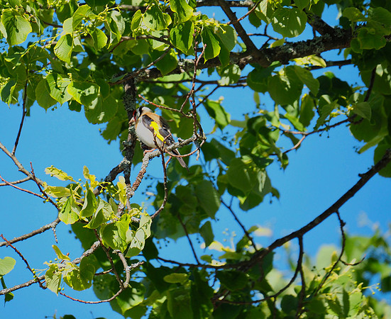 European Goldfinch; Kurikka, FI; June.