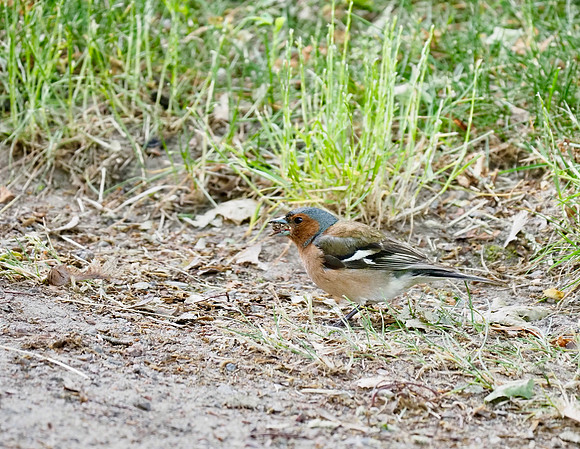 Common Chaffinch; Kurikka, FI; June.