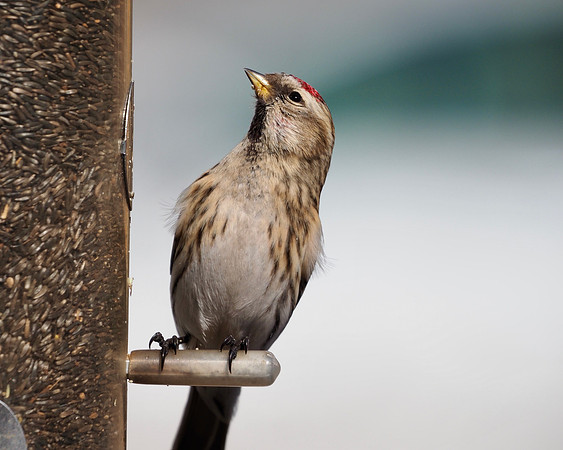 Common Redpoll, female.