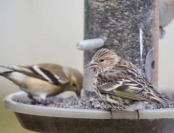 Pine Siskin; Whitefish Bay, WI; December