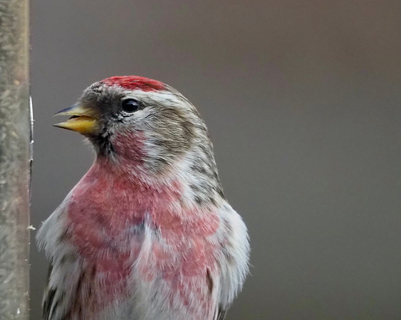 Common Redpoll, male.