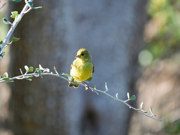 Lesser Goldfinch; Arizona