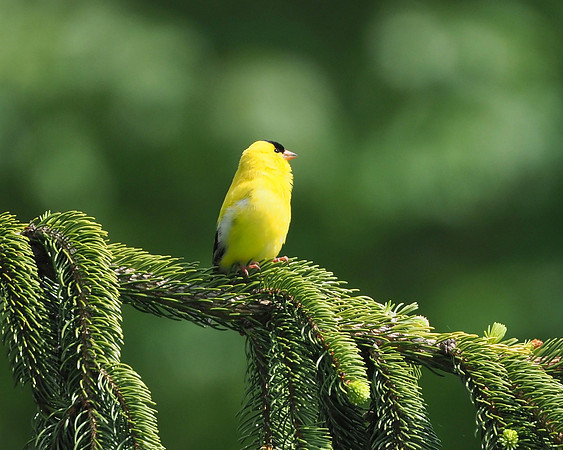 American Goldfinch