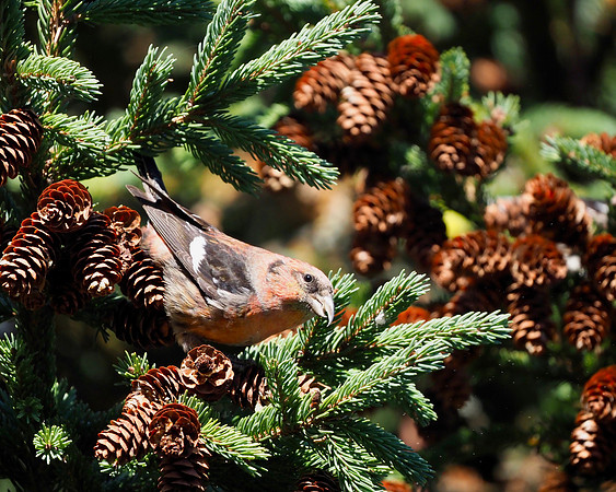 White-winged Crossbill; Forest Beach Migratory Preserve; October