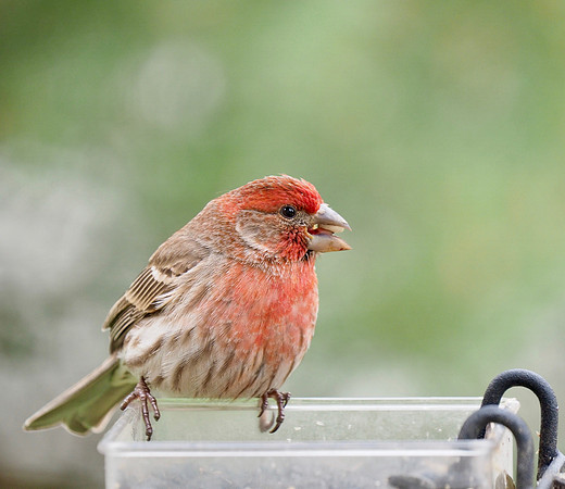 House Finch; May