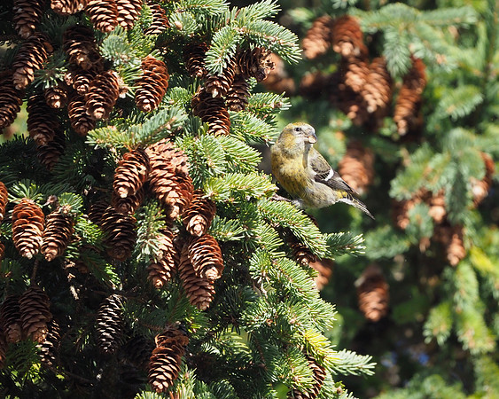 White-winged Crossbill eating the spruce cone seeds.