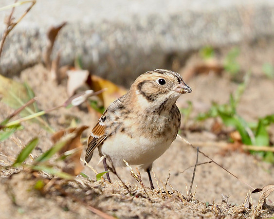 Lapland Longspur eating weed seeds.
