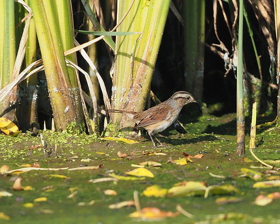 Nelson's Sparrow, female