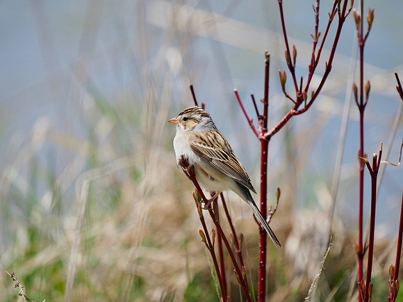 Clay-colored Sparrow