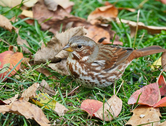 Fox Sparrow; Whitefish Bay, WI; October