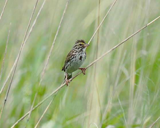 Savannah Sparrow