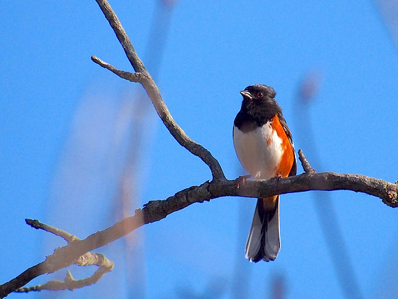 Eastern Towhee; Lion's Den Gorge Nature Preserve, Grafton, WI; May