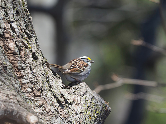 White-throated Sparrow, basking in the sun.