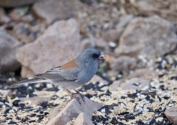 Dark-eyed Junco, Arizona.