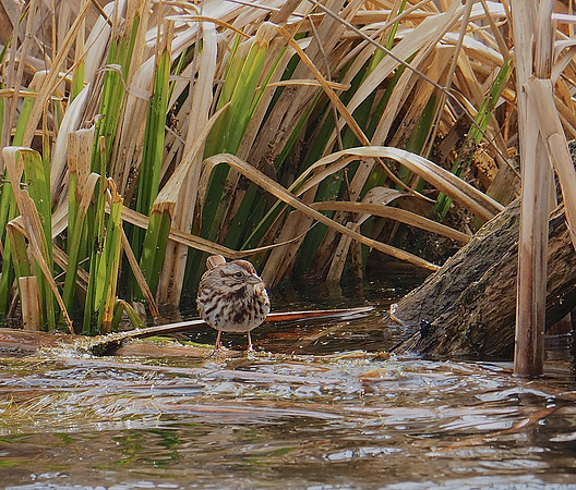Song sparrow; Lion's Den Gorge Nature Preserve, Grafton, WI; April