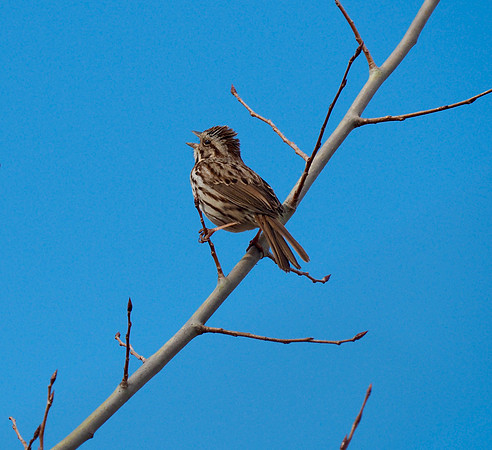 Song Sparrow; Havenwoods State Forest, Milwaukee, WI; April